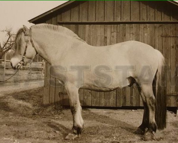 Deckhengst Glimmer 49 SWE (Fjordpferd, 1970, von Bamse 6 SWE)