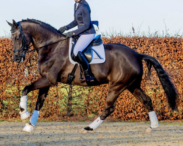 dressage horse Next Generation-ST (KWPN (Royal Dutch Sporthorse), 2018, from Ferdinand)