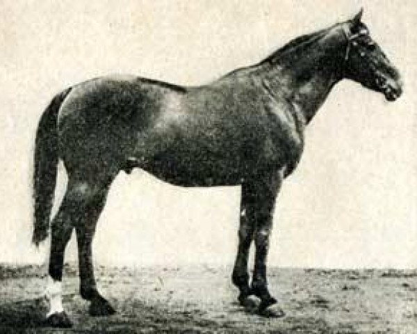 stallion Unak xx (Thoroughbred, 1911, from Capo Gallo xx)