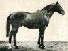 stallion Unak xx (Thoroughbred, 1911, from Capo Gallo xx)