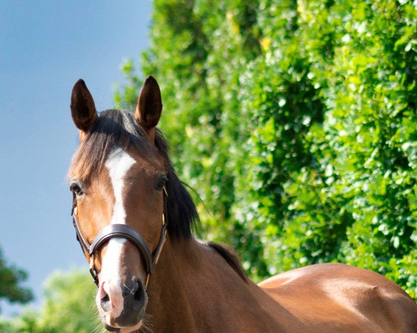 dressage horse Valerio Sky (Trakehner, 2018, from Donaustolz)