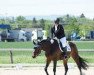 dressage horse Carento King (Holsteiner, 2010, from Carentan)