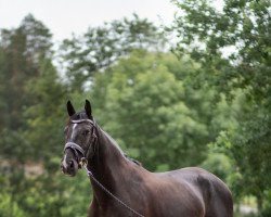 Springpferd Rangelino de Tiji (Belgisches Warmblut, 2017, von Tangelo van de Zuuthoeve)