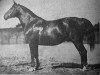 stallion Eremit (Trakehner, 1912, from Elsaesser)