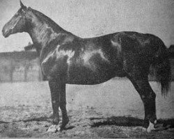 stallion Eremit (Trakehner, 1912, from Elsaesser)