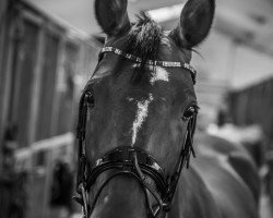 dressage horse Sweet Sensation (Westfale, 2013, from Surprice)
