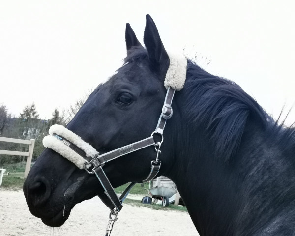 broodmare Una Paola (Trakehner, 2013, from All Inclusive)