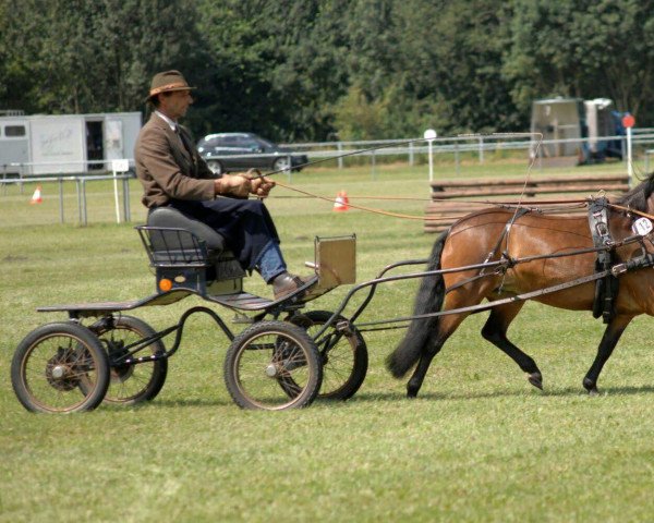 Zuchtstute VA Raggedy (Dartmoor-Pony, 2011, von VA Woogaroo)