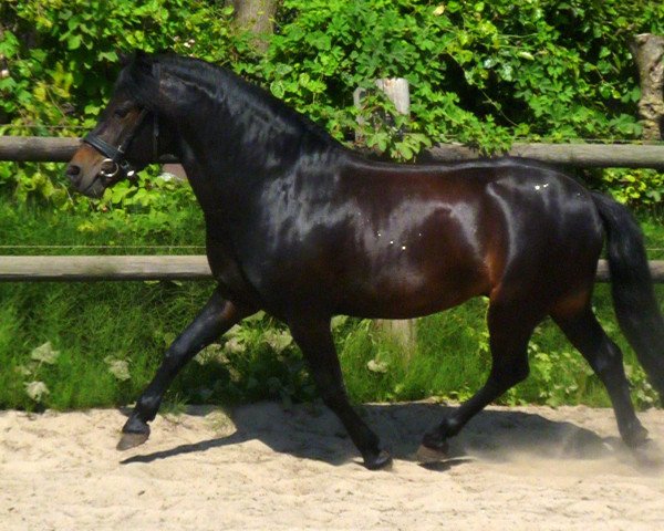 Deckhengst VA Woogaroo (Dartmoor-Pony, 2006, von Stourton Whirlwind)
