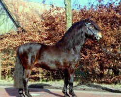 Deckhengst Rockwater Sunstar (Dartmoor-Pony, 2006, von Lanfield Sorenth)