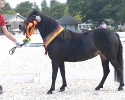 Dressurpferd VA Ruby 3 (Dartmoor-Pony, 2016, von Rockwater Sunstar)