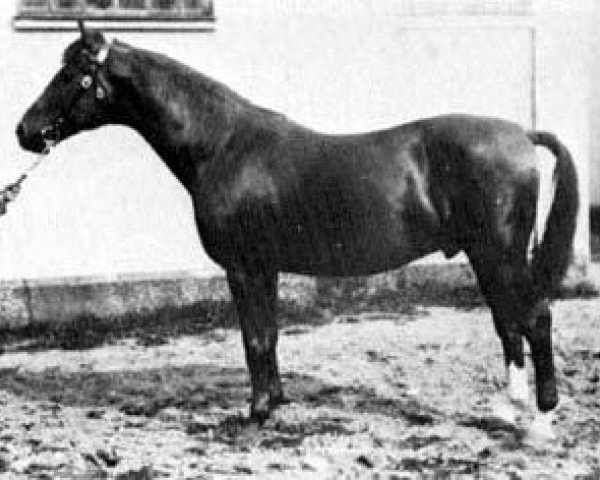 stallion Attino (Trakehner, 1910, from Fechtmeister)