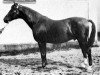 stallion Attino (Trakehner, 1910, from Fechtmeister)
