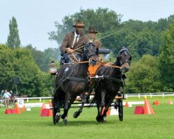 dressage horse VA Roseanne (Dartmoor Pony, 2001, from Brandsby Cyclone)