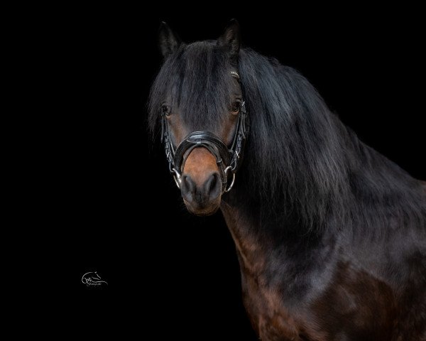 stallion Springwater Beaufort (Dartmoor Pony, 2014, from Springwater Intermezzo)