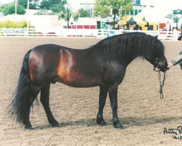 Deckhengst Springwater Intermezzo (Dartmoor-Pony, 1995, von Wynhill Golly Gosh)