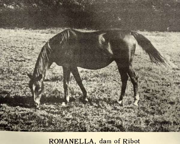 Pferd Romanella xx (Englisches Vollblut, 1943, von El Greco xx)