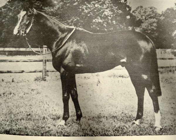 stallion Botticelli xx (Thoroughbred, 1951, from Blue Peter xx)