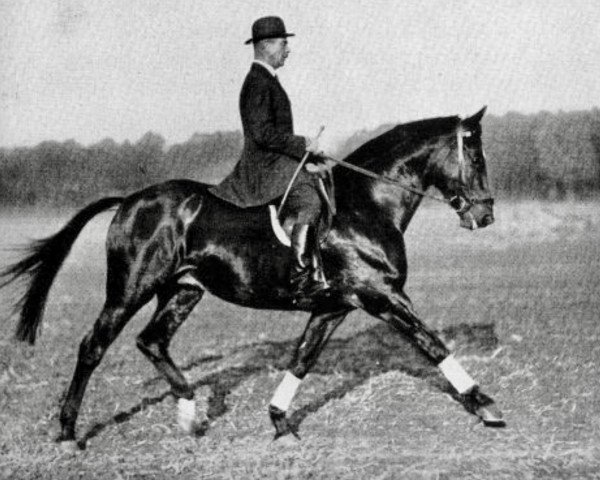 Pferd Spion (Trakehner, 1926, von Friedensfuerst xx)