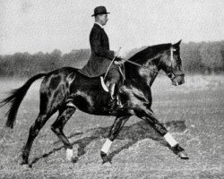 horse Spion (Trakehner, 1926, from Friedensfuerst xx)