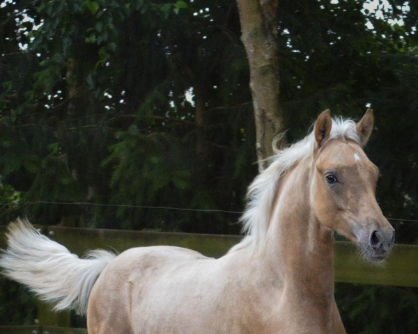 dressage horse GS Golden Touch II (German Riding Pony, 2021, from FS Golden Highlight)