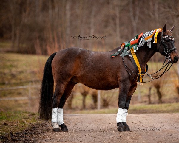 dressage horse Dario (German Riding Pony, 2004, from Dangereux)