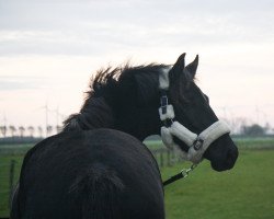 dressage horse Margaux (KWPN (Royal Dutch Sporthorse), 2017, from Franklin)