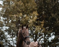 dressage horse Skywalker FN (Westphalian, 2019, from Sensation)