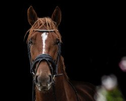 dressage horse Halcyon Days (Oldenburg, 2019, from Henkie)