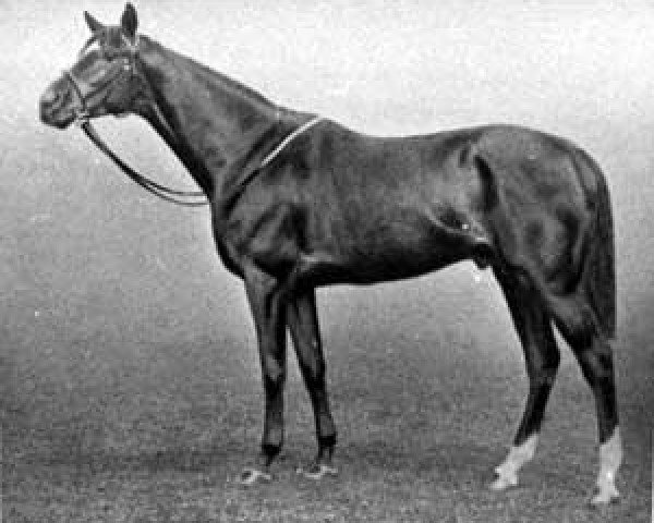 stallion Stedfast xx (Thoroughbred, 1908, from Chaucer xx)