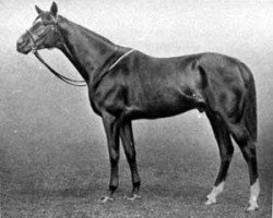 stallion Stedfast xx (Thoroughbred, 1908, from Chaucer xx)