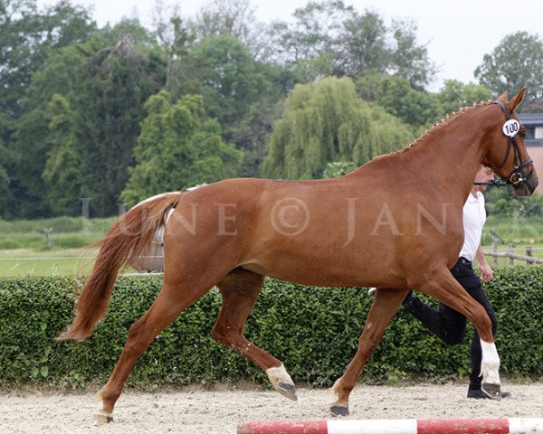 Zuchtstute Elfenliebera (Trakehner, 2015, von Rastenberg)