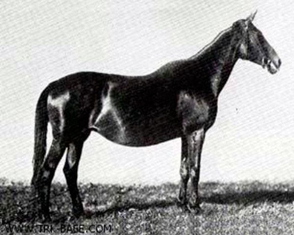 broodmare Irmintraut (Trakehner, 1909, from Red Prince II xx)