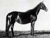 broodmare Irmintraut (Trakehner, 1909, from Red Prince II xx)