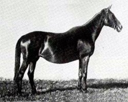 Zuchtstute Irmintraut (Trakehner, 1909, von Red Prince II xx)