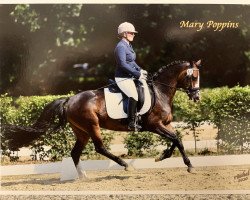 broodmare Mary Poppins 71 (German Riding Pony, 2010, from Greylight)