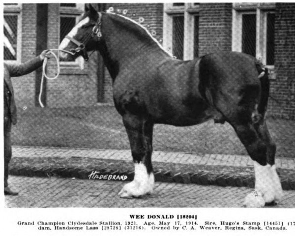 stallion Wee Donald (Clydesdale, 1914, from Hugo's Stamp)