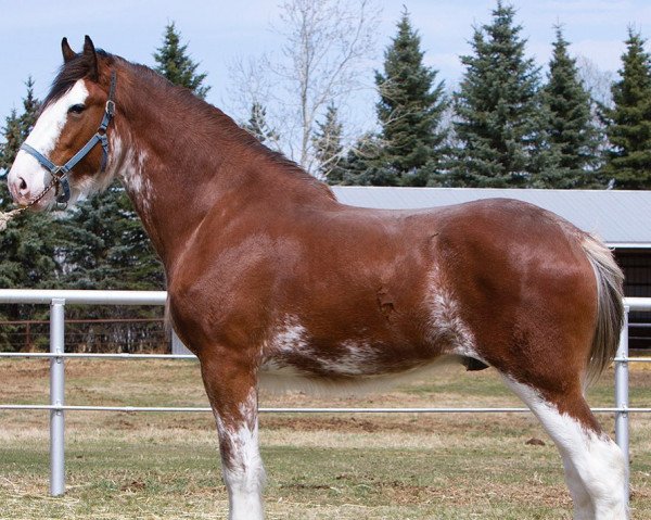 stallion Willow Way Swiper (Clydesdale, 2018, from Willow Way Kelso)