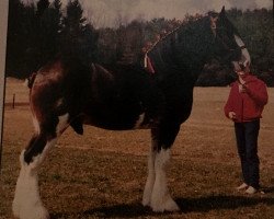 stallion Windermere Danny (Clydesdale, 1978, from Queen's Dixie Jack)