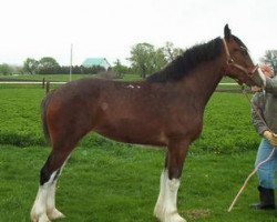 horse Windermere Lily (Clydesdale, 2004, from Stan Teddy's Blue)