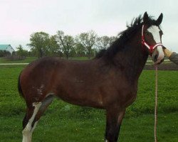 Zuchtstute Windermere Lynn (Clydesdale, 2004, von Stan Teddy's Blue)