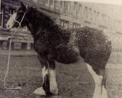 horse Windlaw Elanna (Clydesdale, 1963, from Doura Perfection)