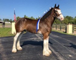 horse Windsor Road Beau (Clydesdale, 2016, from Cristal's Moses)