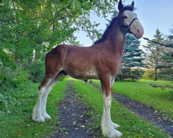 Pferd Windy Acres Jack (Clydesdale, 2019, von Irish Thunder's Celtic Dawson)