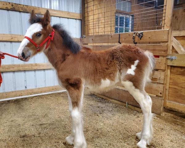 Pferd Windy Acres Humble Beginnings (Clydesdale, 2019, von Freedom Majestic Liverpool)