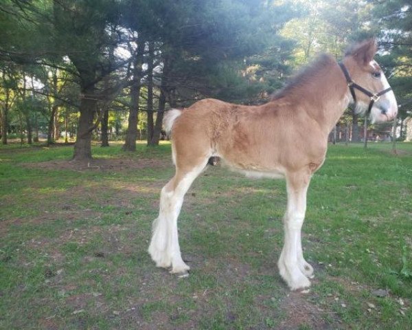 horse Windy Acres Augustus (Clydesdale, 2021, from Canwest Golden Boy)