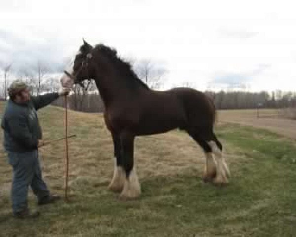 stallion Winston of Fairnington (Clydesdale, 2006, from Hilly Acres Fairnington Bud)