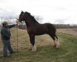 Deckhengst Winston of Fairnington (Clydesdale, 2006, von Hilly Acres Fairnington Bud)