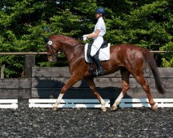 dressage horse Massimomo (Hessian Warmblood, 2002, from Marcodeur)