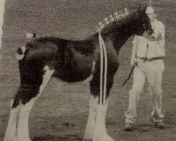 broodmare Wolf Mound's Royal Kate (Clydesdale, 2004, from Armageddon's Lord Caleb)